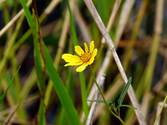{Bidens mitis}